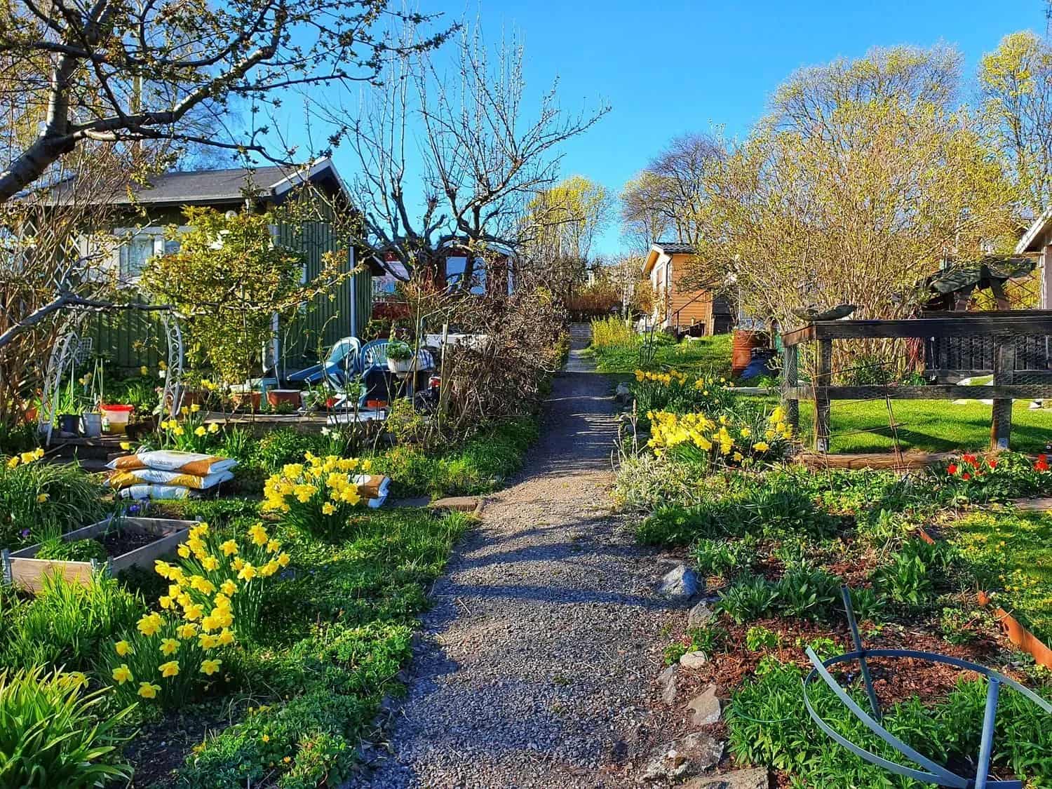 Grusgång genom trädgård med stugor, blommor och träd. Klarblå himmel