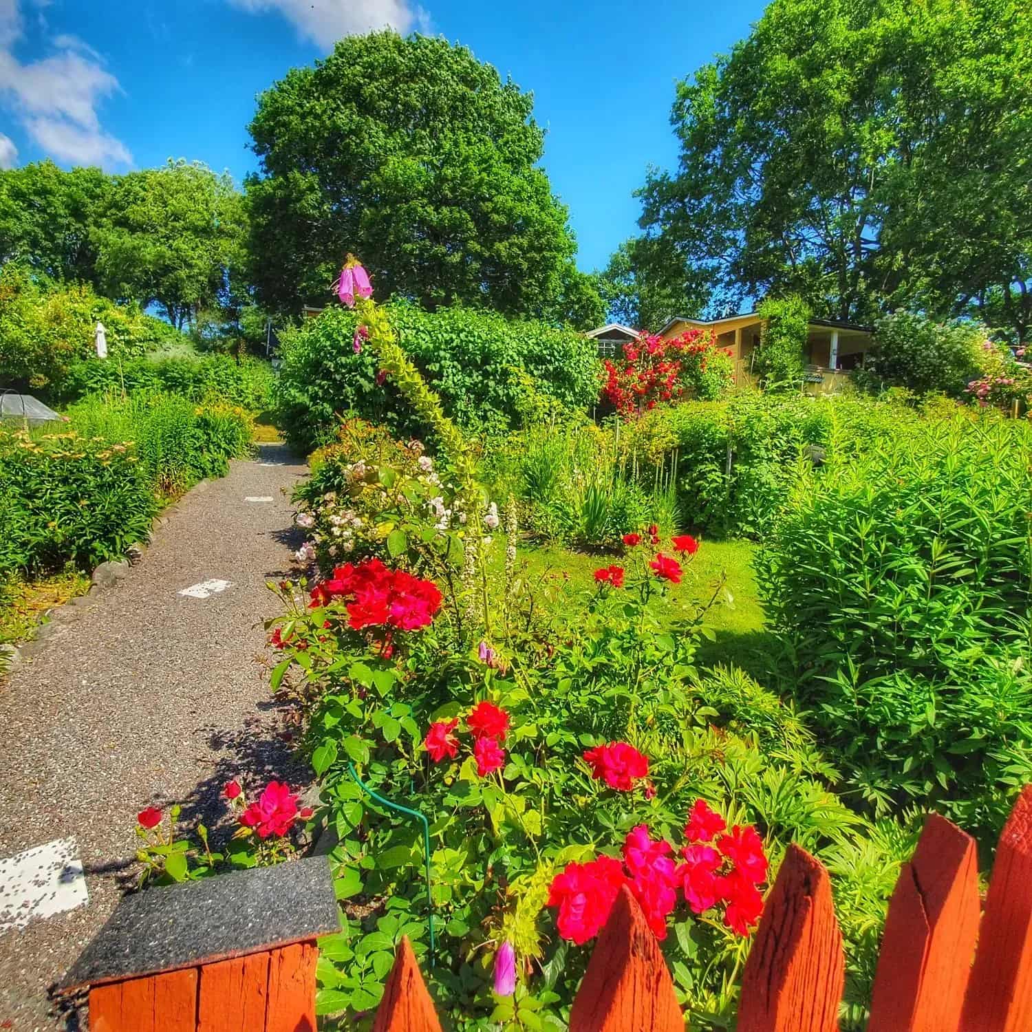 Trädgård med blommor, grusgång, träd och rött staket i förgrunden